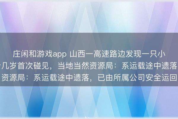 莊閑和游戲app 山西一高速路邊發(fā)現(xiàn)一只小獅子，有民警稱干了十幾歲首次碰見，當(dāng)?shù)禺?dāng)然資源局：系運(yùn)載途中遺落，已由所屬公司安全運(yùn)回